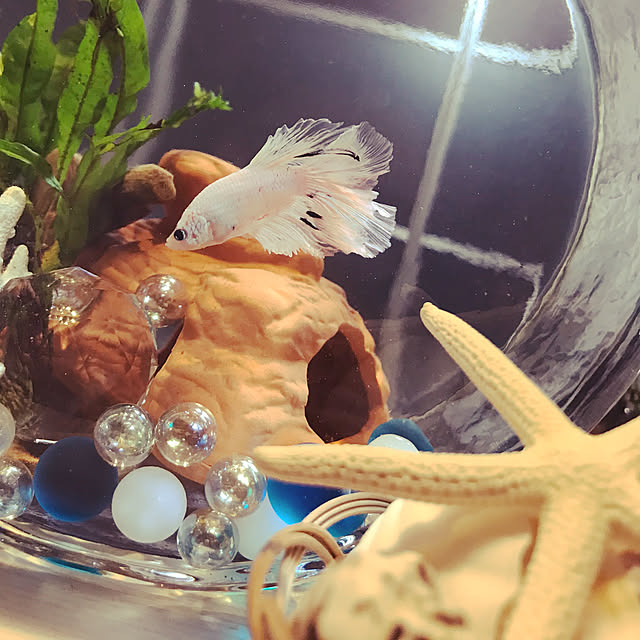 whitemoonさんの実例写真