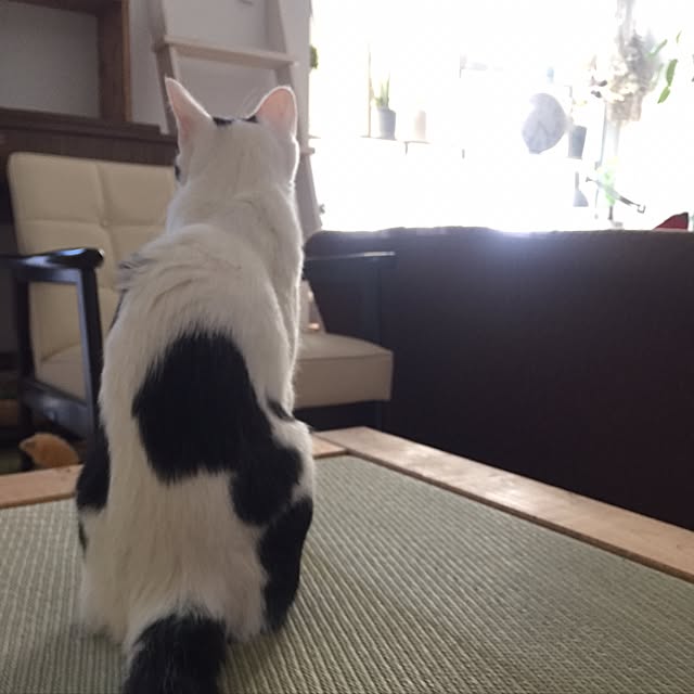 ktnさんの実例写真