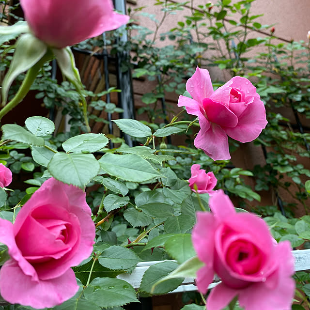 RoseLife5818さんの部屋