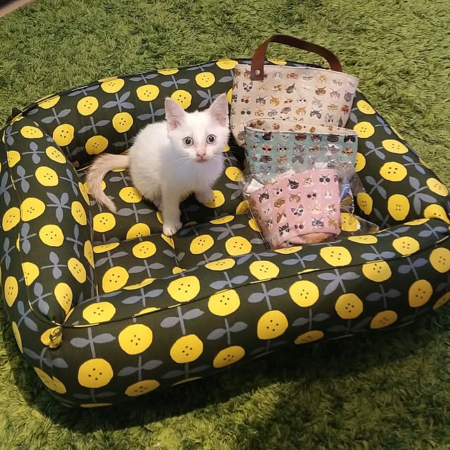 Gomaさんの実例写真
