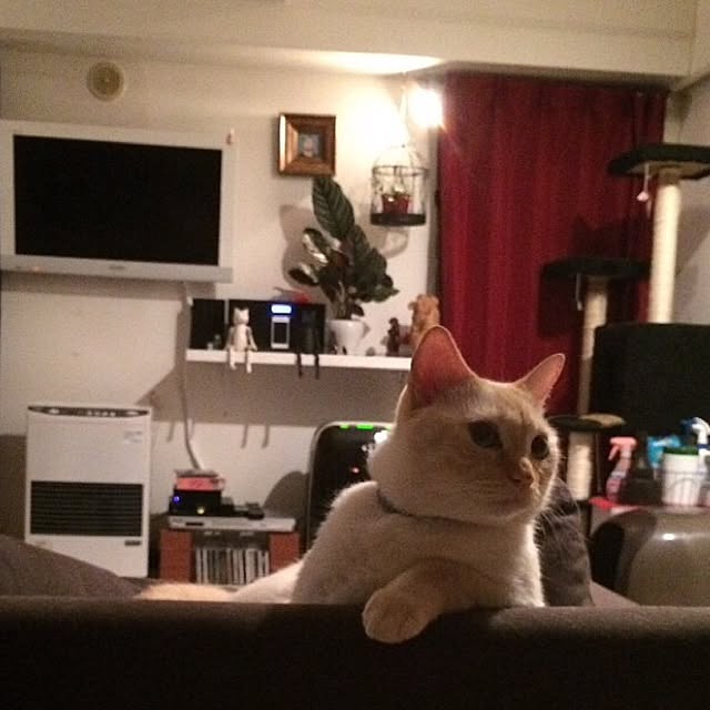 bobooooonさんの実例写真