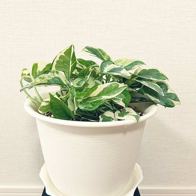 yoyoyoさんの部屋