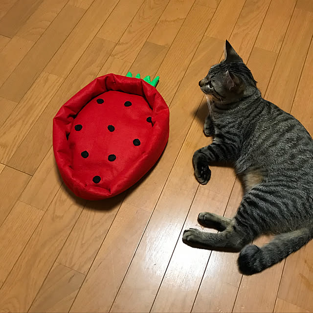 mikan161さんの実例写真