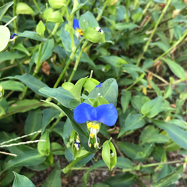 玄関/入り口/つゆ草/おばあちゃん家/お花のある暮らし/RCの出会いに感謝♡...などのインテリア実例 - 2018-08-31 13:39:43