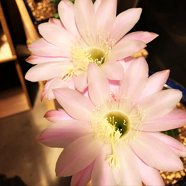beautifulflowerさんの実例写真