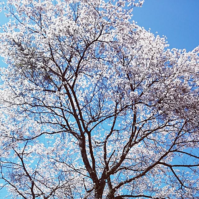 Blanc-purさんの実例写真