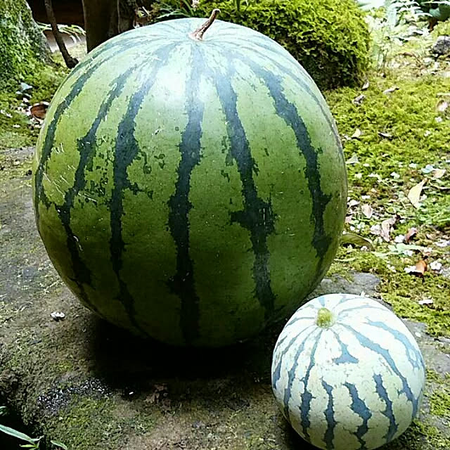 monblanさんの実例写真