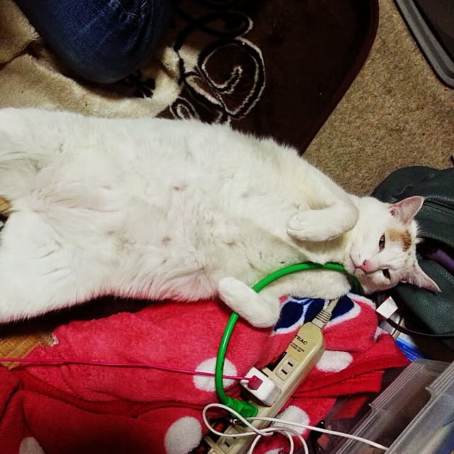 Yukikoさんの実例写真