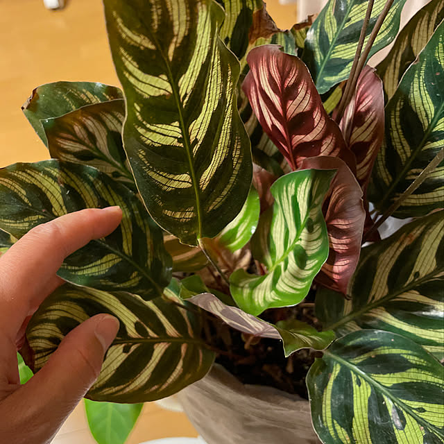 いろいろな植物つよし/アースガーデン/害虫対策/植物のある暮らし/ガーデニング...などのインテリア実例 - 2023-06-05 22:19:15