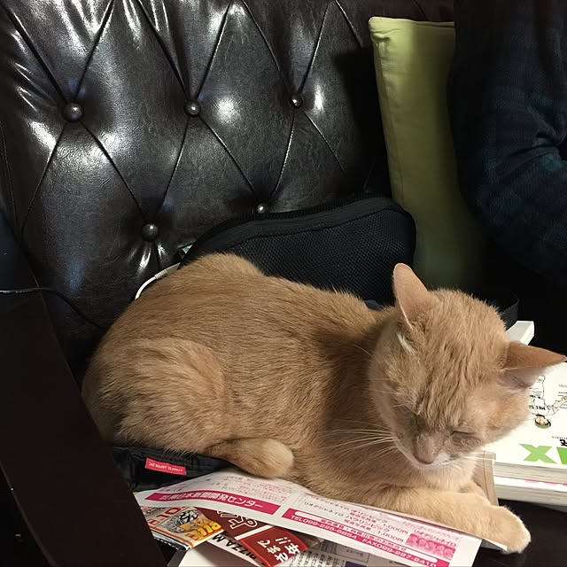 mikan161さんの実例写真