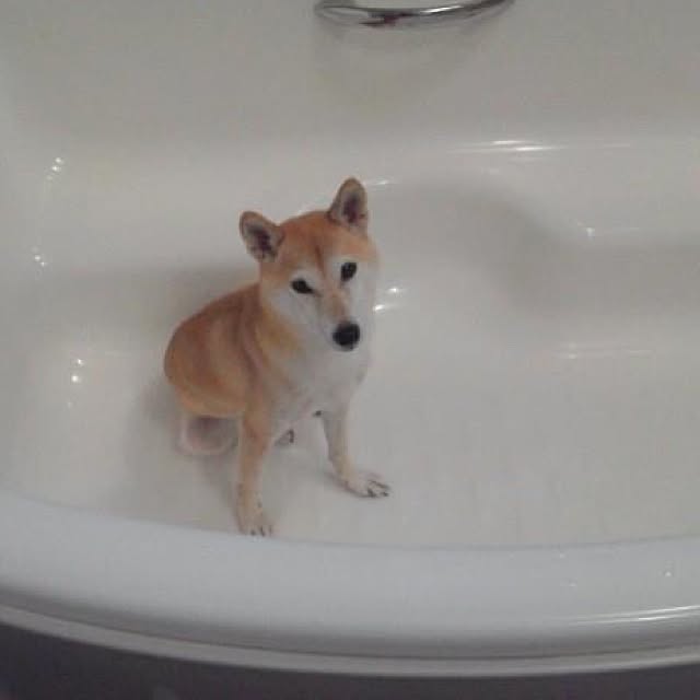 バス/トイレ/犬との暮らし/柴犬のインテリア実例 - 2015-02-13 19:19:56