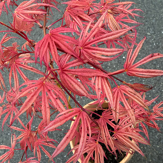 poi.cueさんの部屋