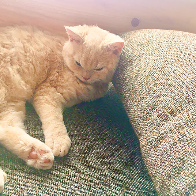 naokoさんの実例写真
