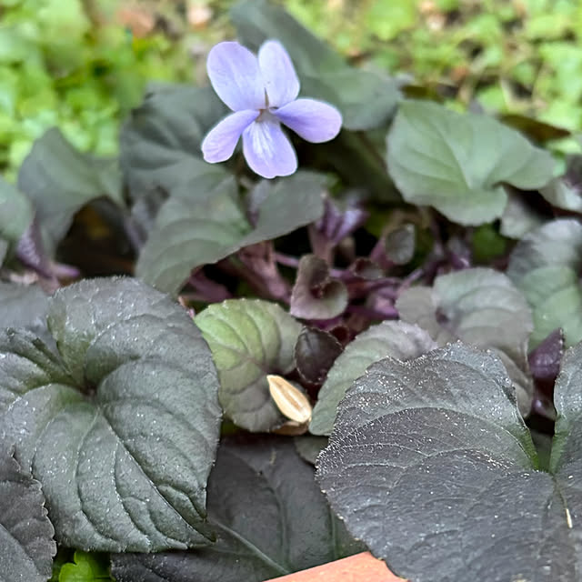 buchiさんの部屋