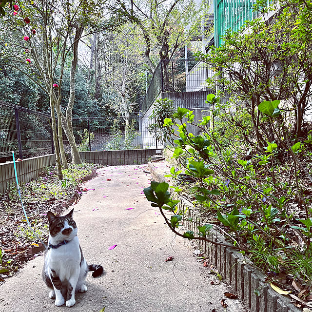 jijiさんの実例写真
