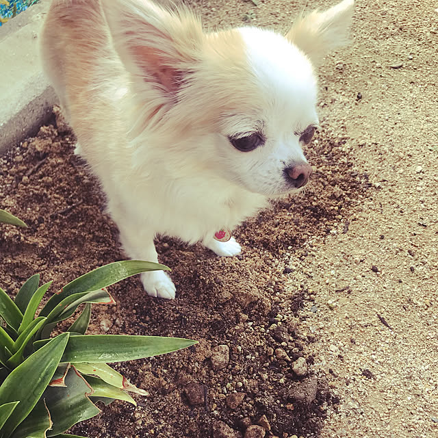 Sweetpeaさんの実例写真