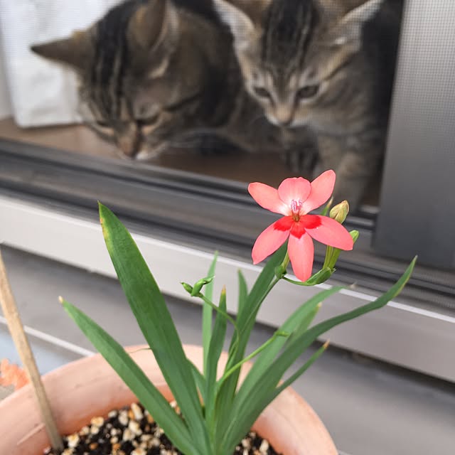 mikomaruさんの実例写真