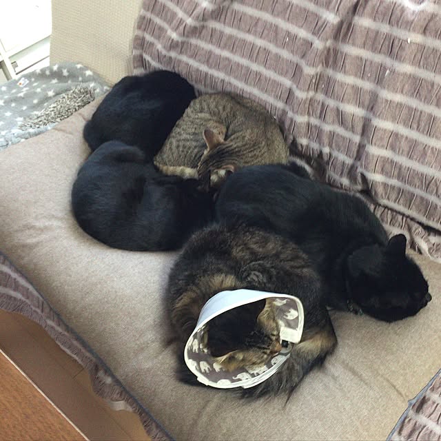 yuki0511さんの実例写真