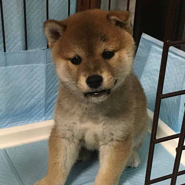 luckyさんの実例写真
