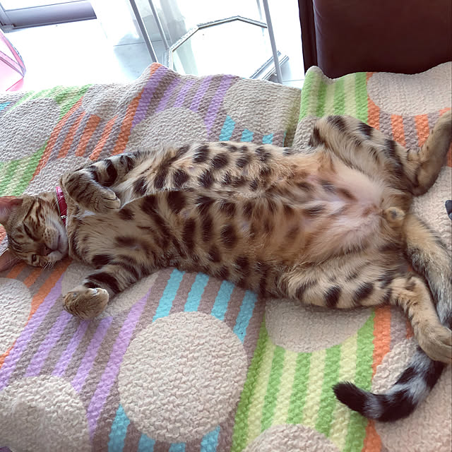 iranさんの実例写真