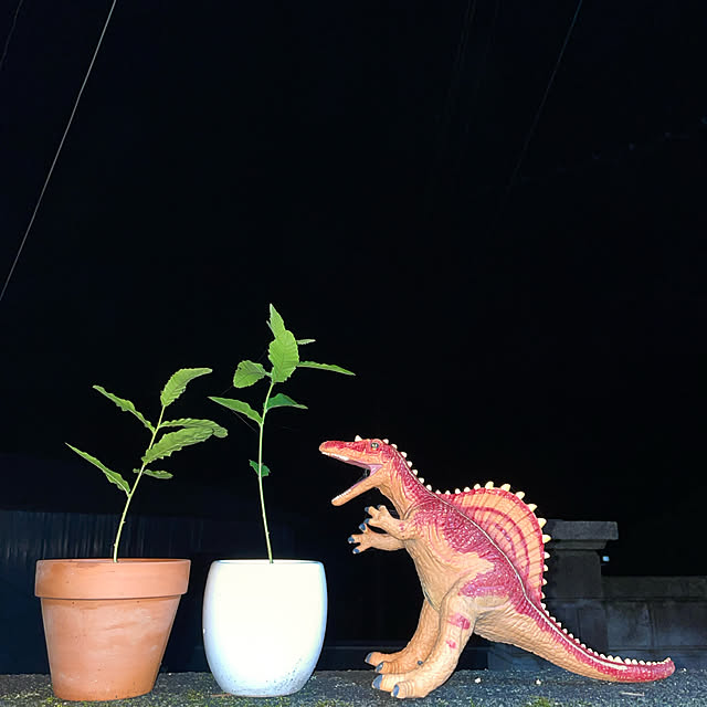 akekuroankoさんの実例写真