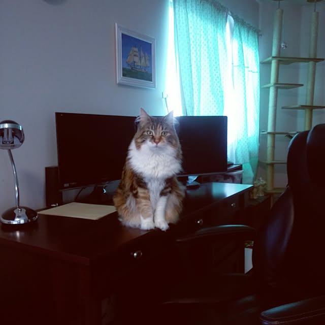 Yeve-Lionさんの実例写真
