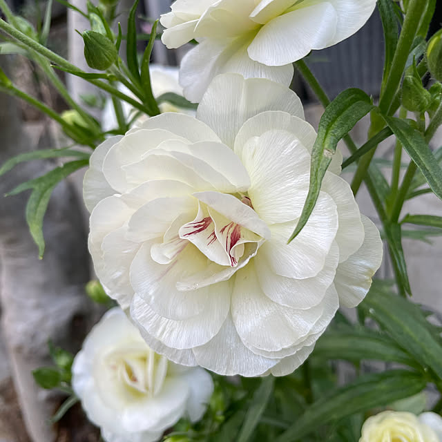 shiropenguinさんの部屋