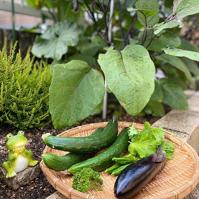 ダイソーのカエルも可愛い/ダイソー/ガーデニング初心者/家庭菜園初心者/初めての野菜作り...などのインテリア実例 - 2022-06-20 09:36:32