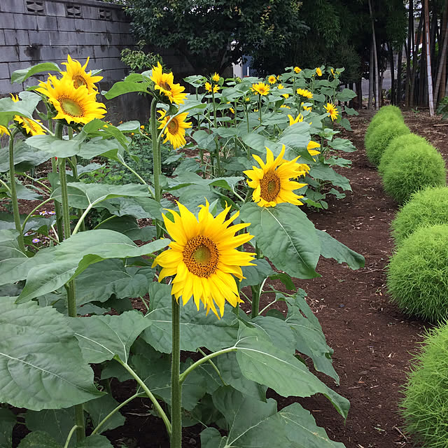 houenさんの実例写真