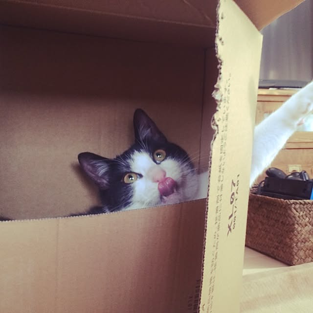実例写真