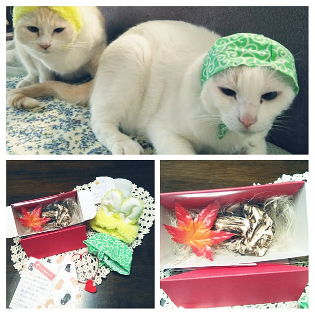 posauruさんの実例写真