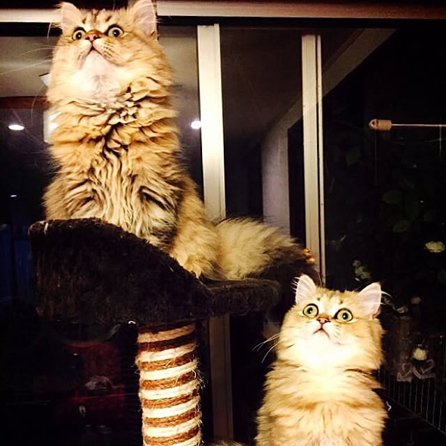 butachanさんの実例写真