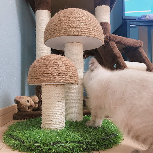 tomoyoさんの実例写真