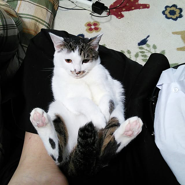 pouさんの実例写真