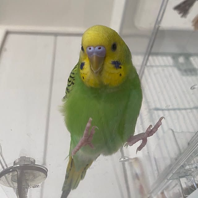 ohanaさんの実例写真