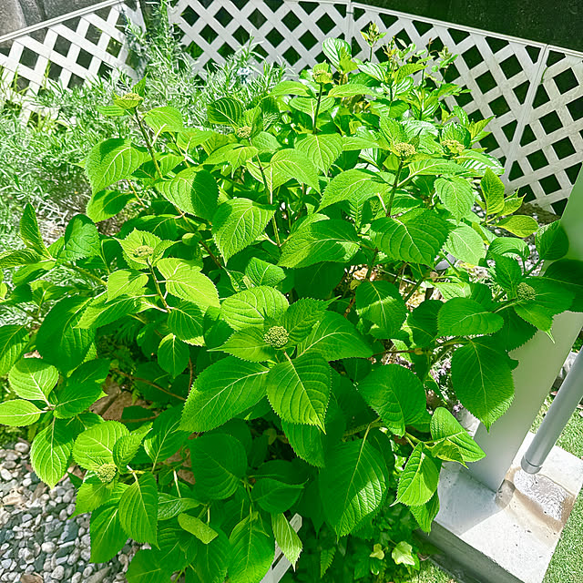 miyuさんの実例写真