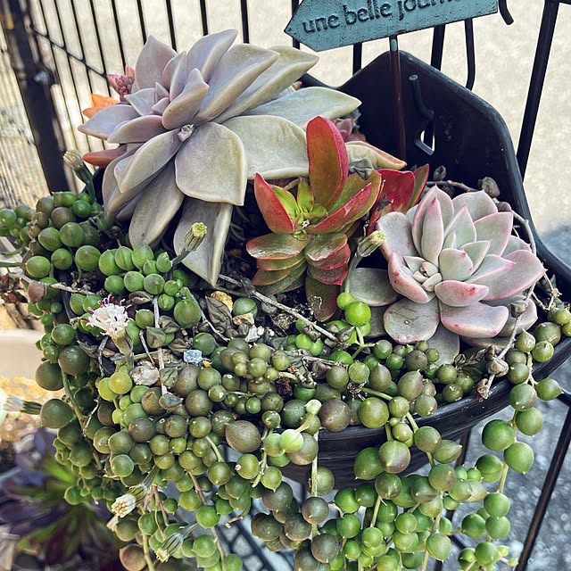 c.cさんの実例写真