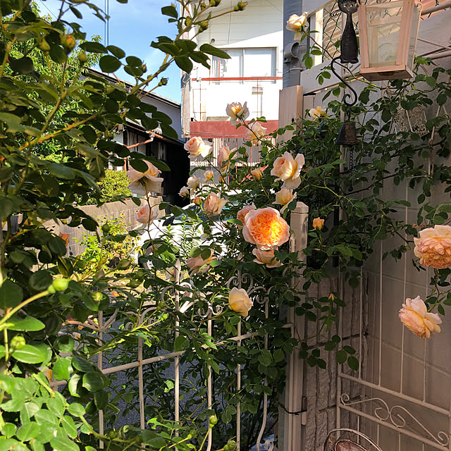 shabbycottage_saoriさんの部屋