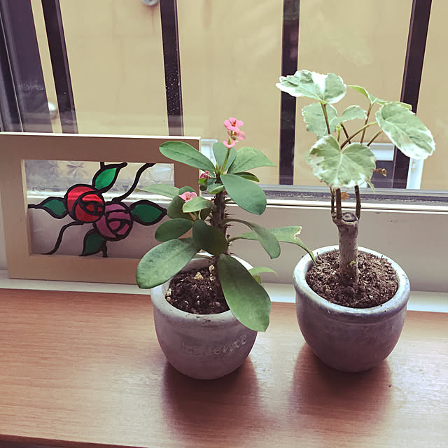 picoさんの実例写真