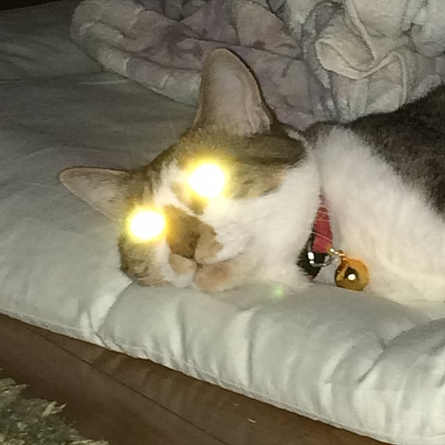 棚/猫のインテリア実例 - 2016-06-03 00:52:46
