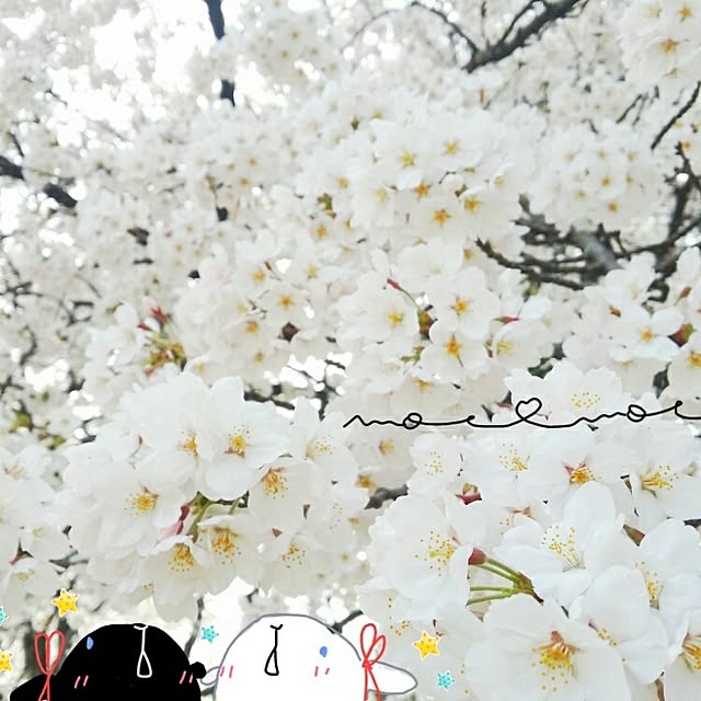moco-mocoさんの実例写真