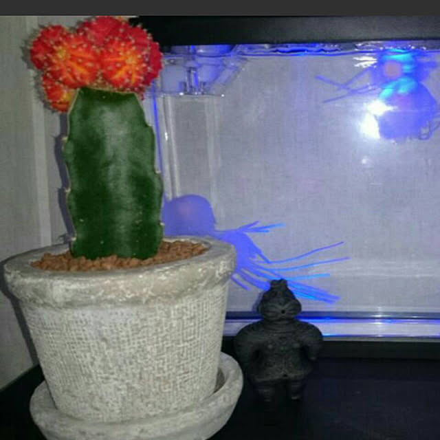 arioriさんの実例写真