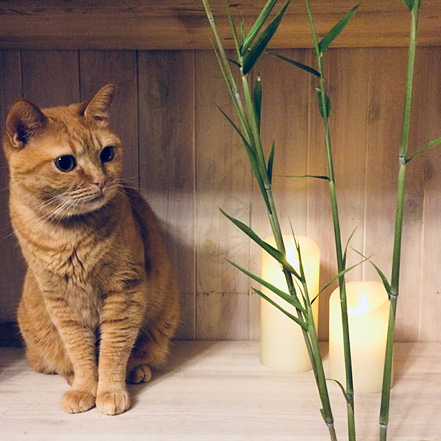 Yuukopeeeさんの実例写真