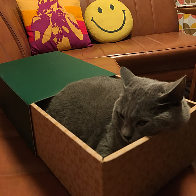 ikettenさんの実例写真