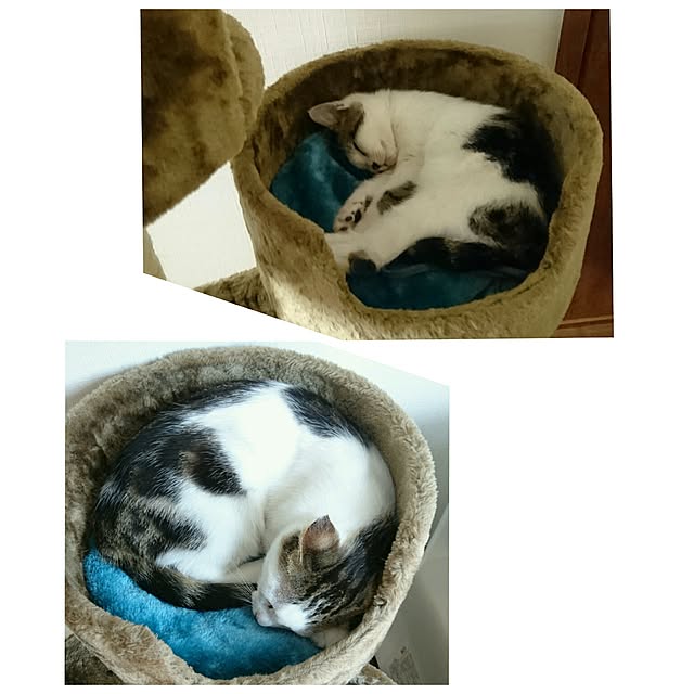 akikoさんの実例写真