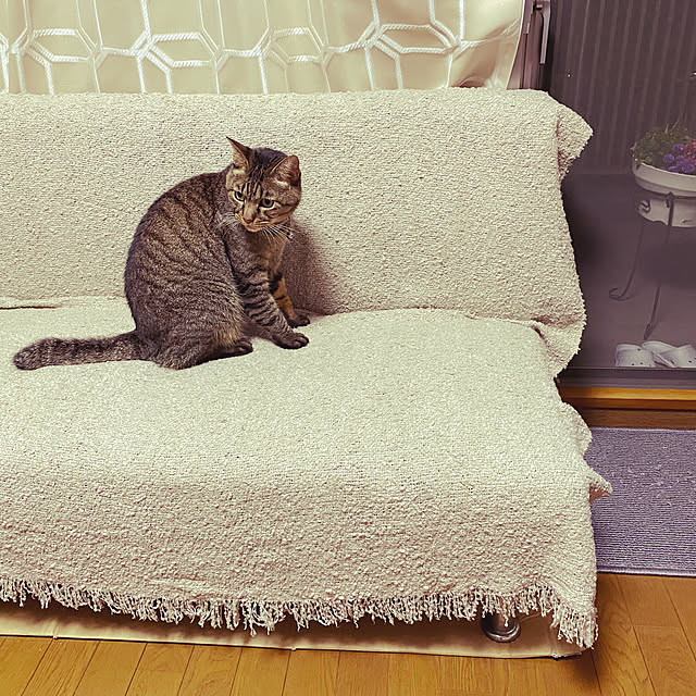 Tomokoさんの実例写真