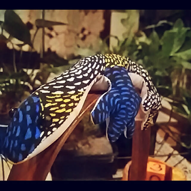 spinetailさんの実例写真