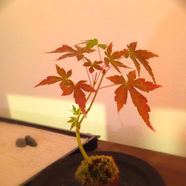 kinnさんの実例写真