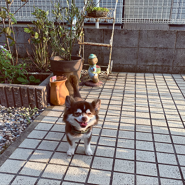 chIoeさんの実例写真