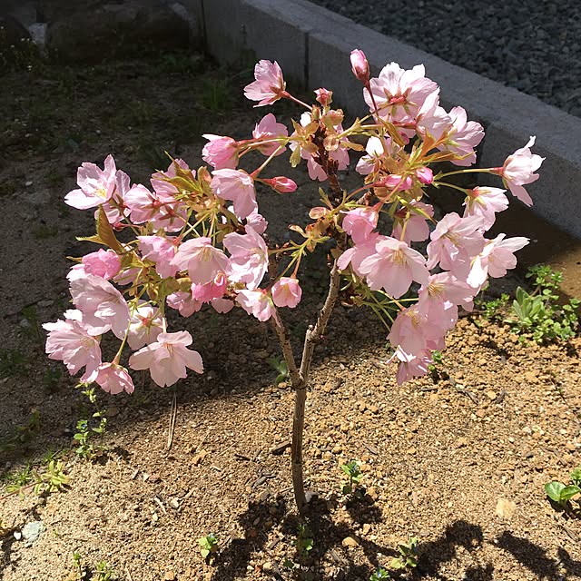 naokoさんの実例写真